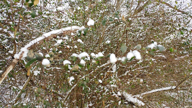 snow on branches nature walk