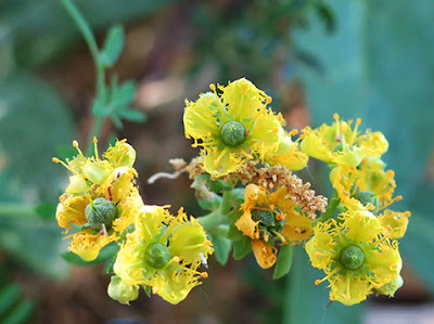 Ruda (Ruta chalepensis) flor silvestre amarilla