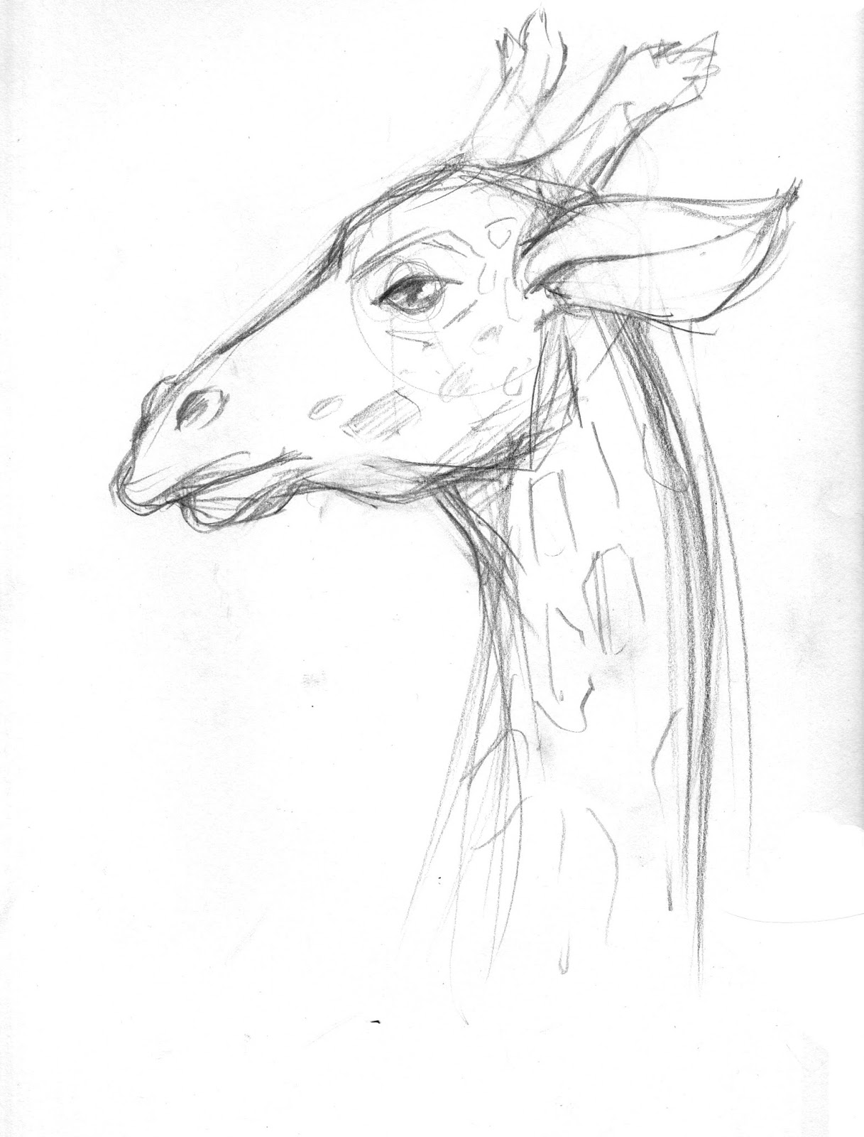 Animal Drawing and Sketching 2016: Madeleine Gee- Giraffes Zoo