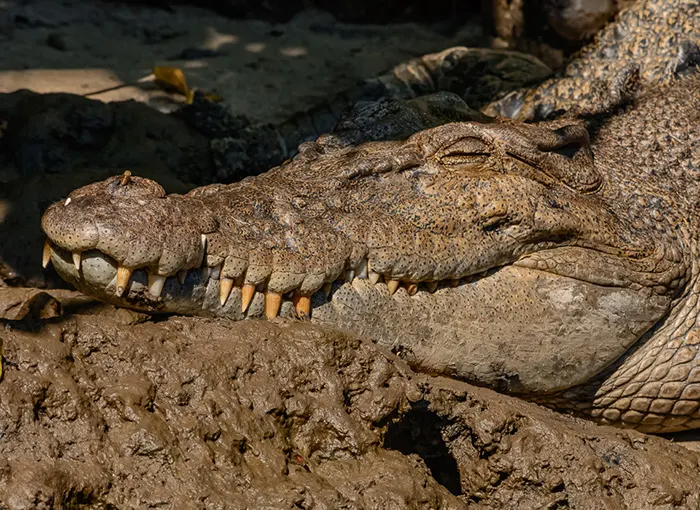 Often Crocs seem lethargic - but don't be fooled