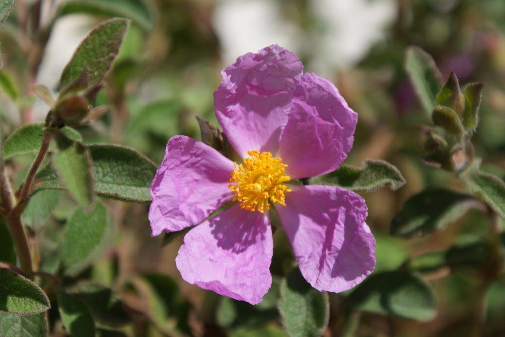 Epingle Par Rosalen Pastrana Sur Rosas Color Rosa Belle Rose