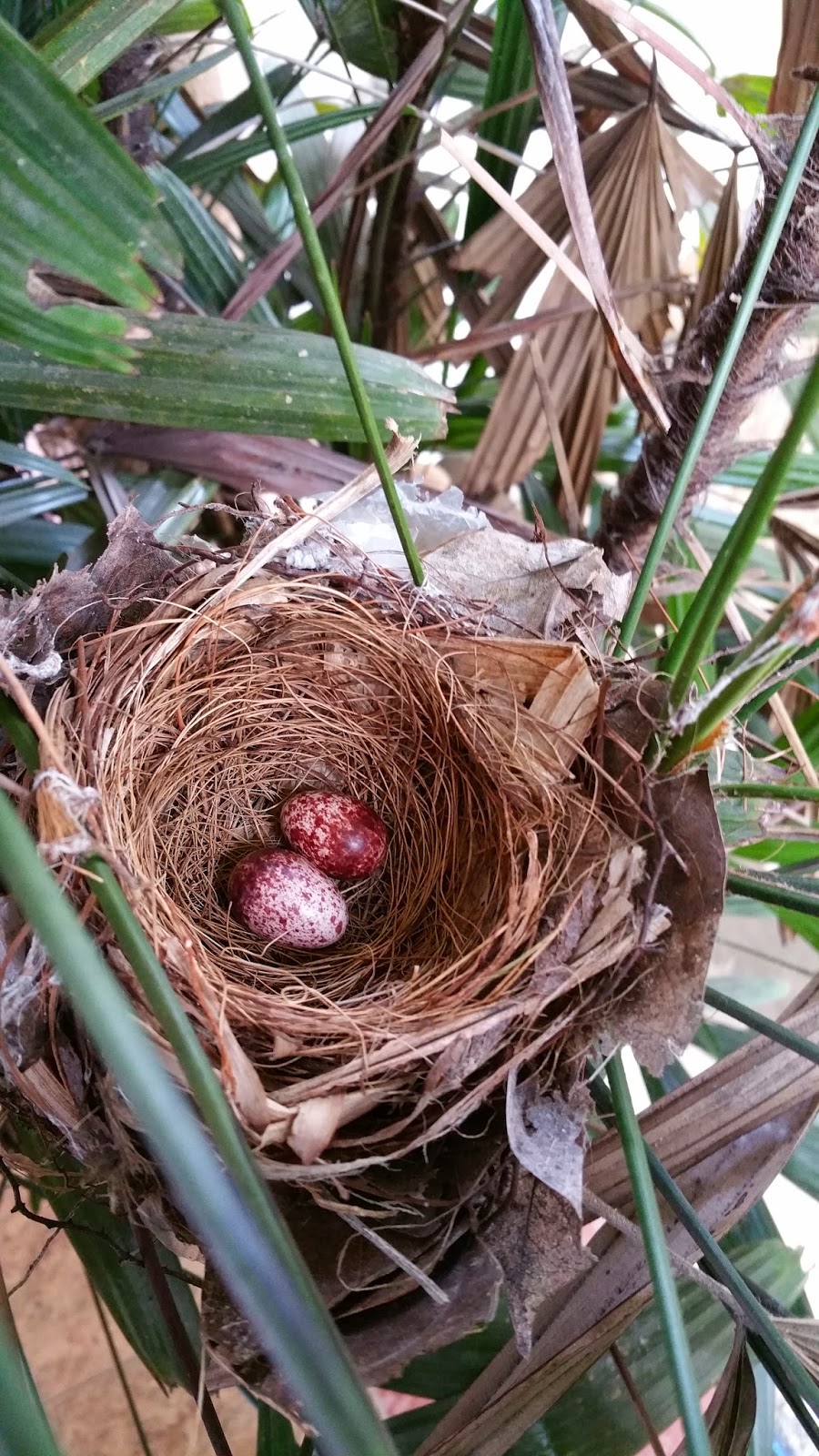 Xing Fu BIRD'S NEST IN GARDEN