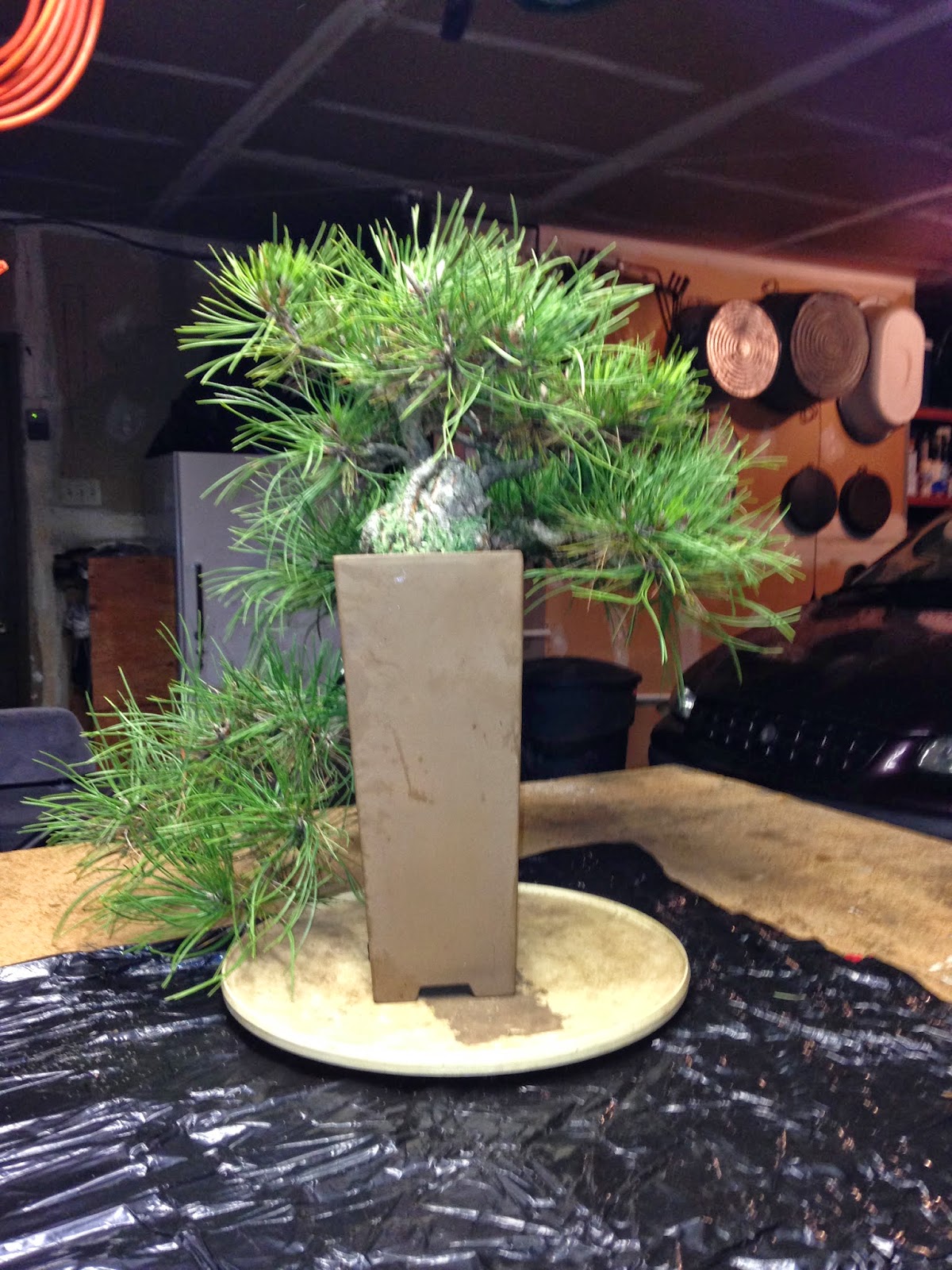 Linda Letters:: Bonsai