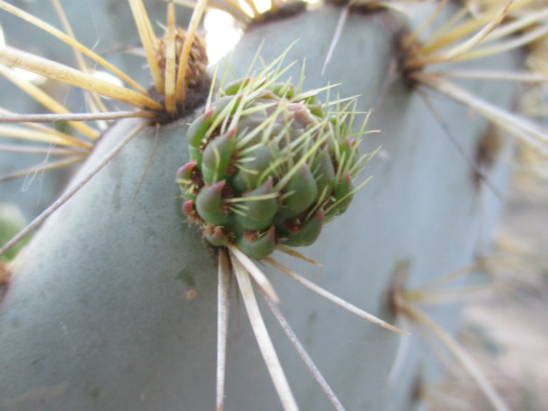 El nopal - blog 11