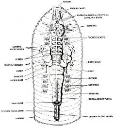 Digestive System of Earthworm | Zoology : Biology ~ HSEB all notes and tips
