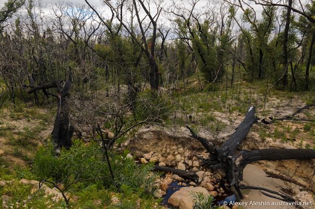 Arising from the ashes. The green shoots are covering the charred trunks of the trees Arising from the ashes. The green shoots are covering the charred trunks of the trees