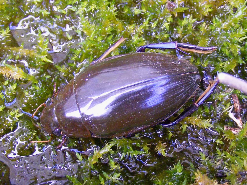 silverback bug silverback bug