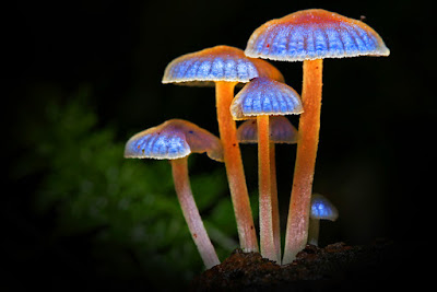 7 Fakta Ilmiah Tentang Fungi/Jamur