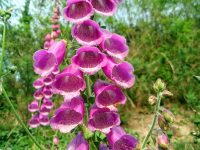 Digitalis purpúrea (Dedalera)