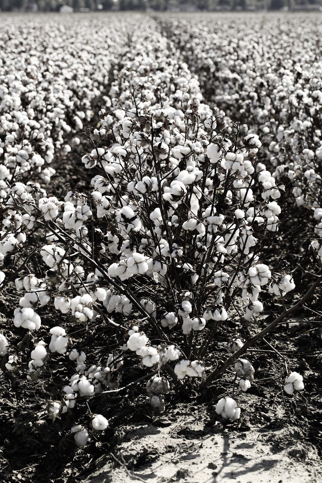 Life in Missouri Cotton Fields