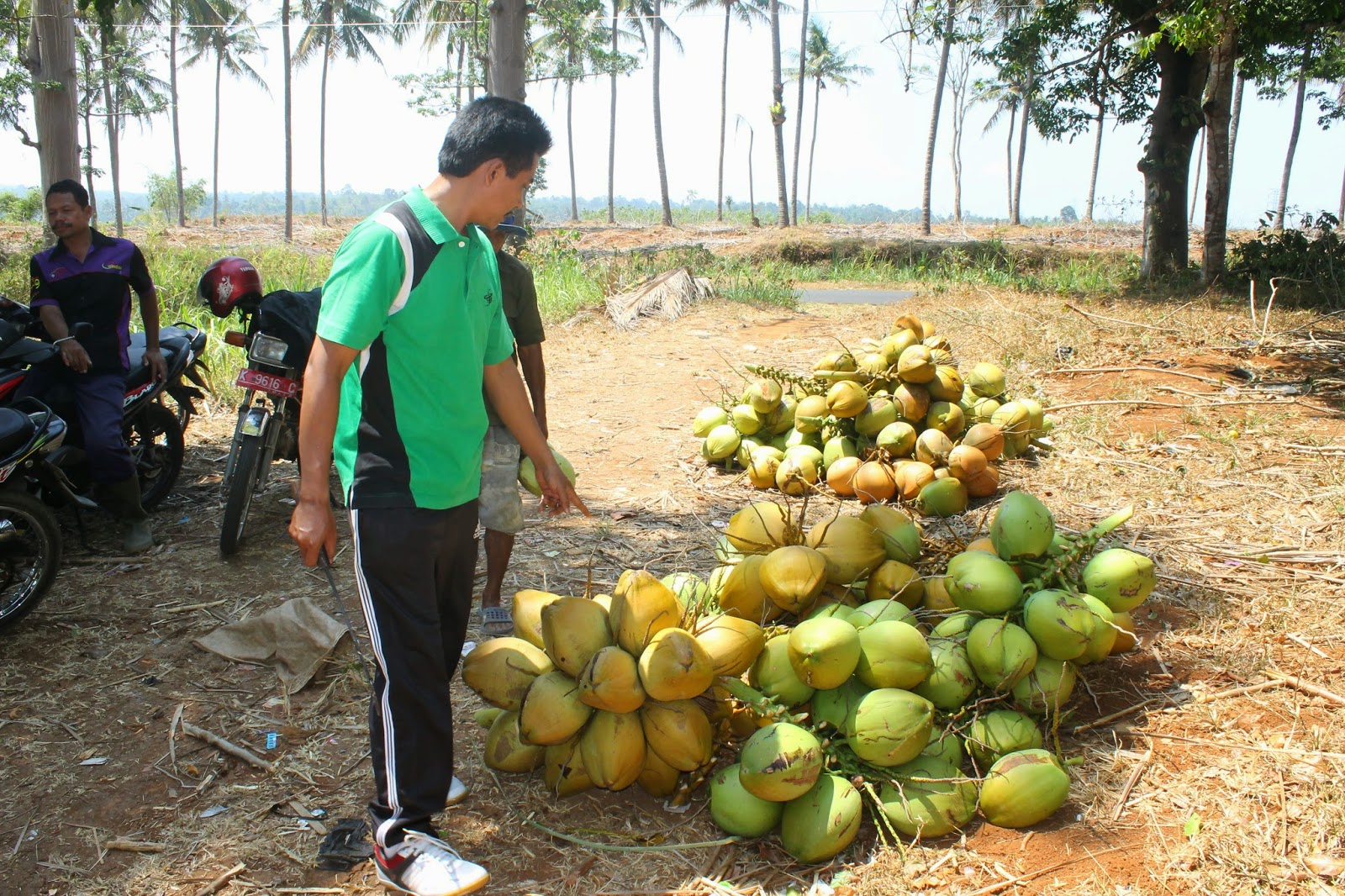 Perusda Penghasil Kelapa Muda Perusda Aneka Usaha Jepara