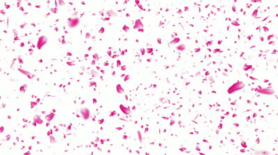 12 Download Gambar Bunga Sakura Bergerak Yang Lagi Trend