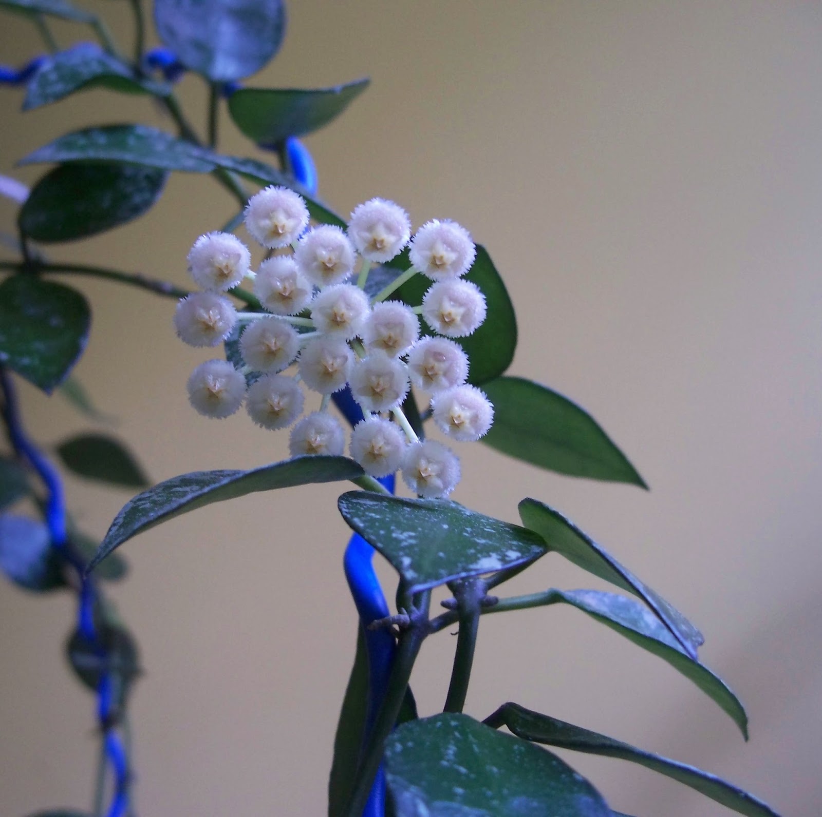 Hoya plants (mum çiçeği)
