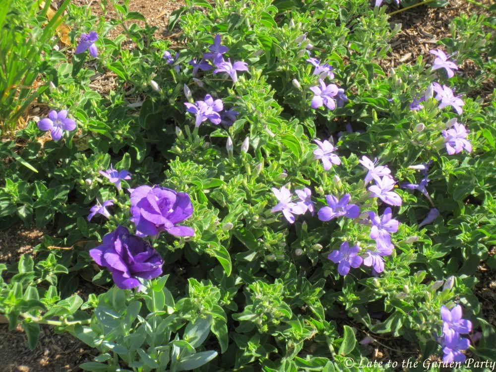 Late To The Garden Party