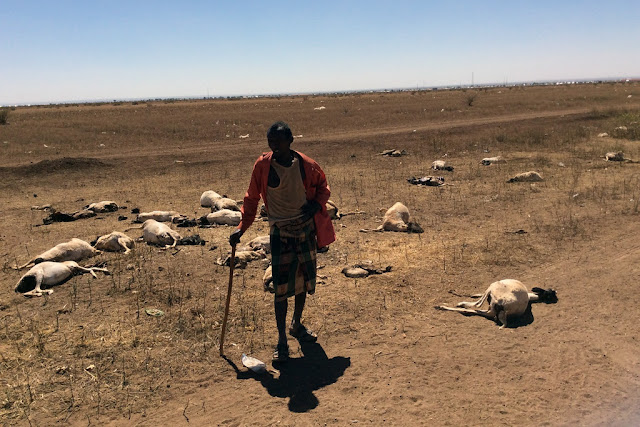 The Big Wobble - LOOK AT THE PICTURES, THIS IS HORRIBLE 02-17-2017-Somalia_drought_sheep