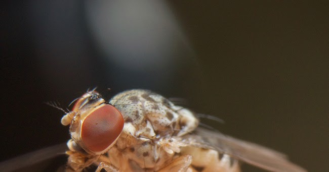 ムシをデザインしたのはダレ？ マダラメマトイ Amiota sp.