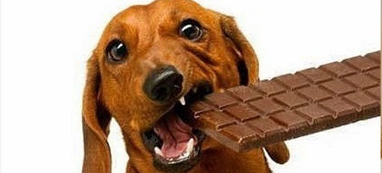 Alimentos Perigosos para os Cães - Chocolate