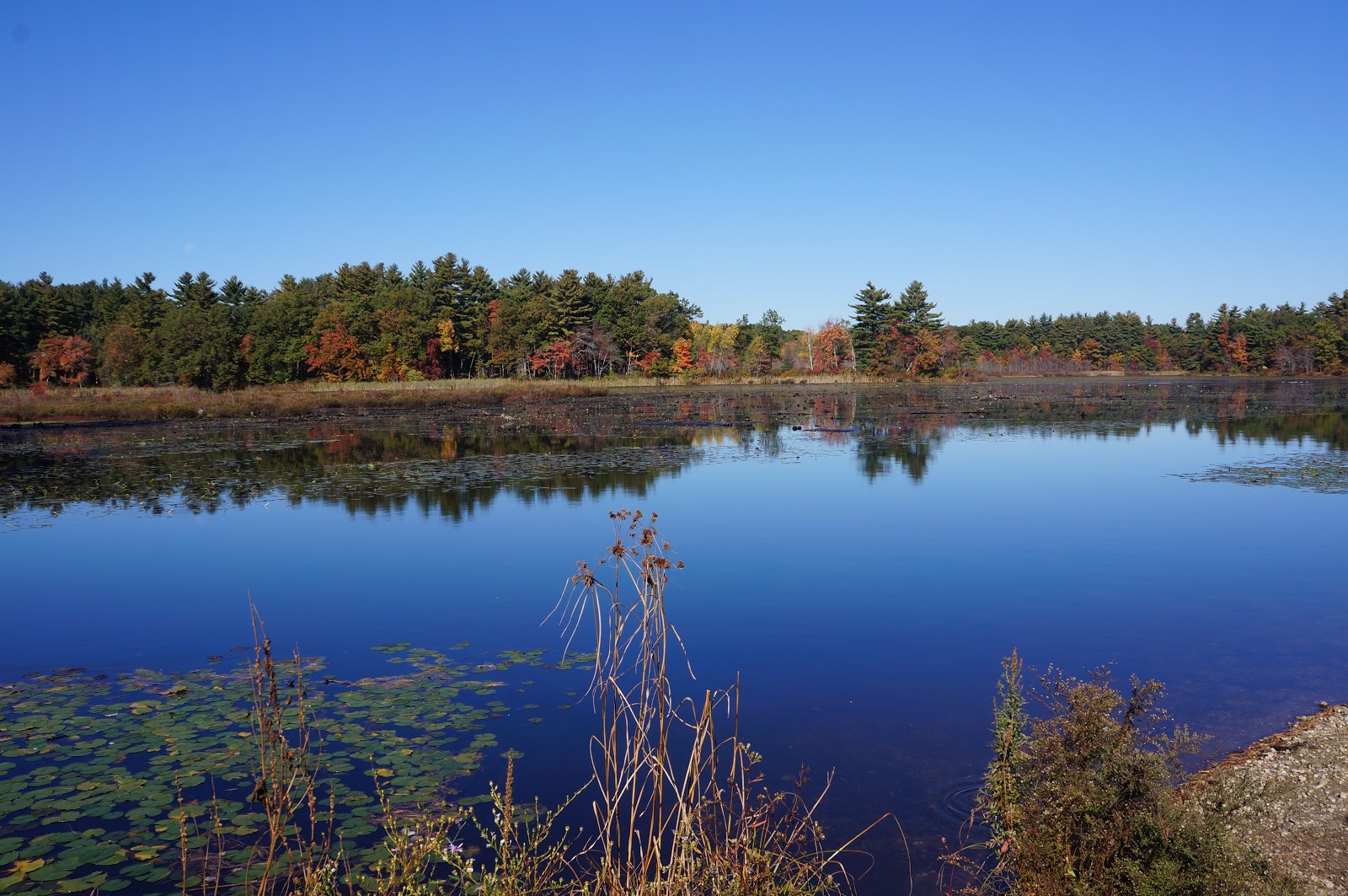 The Cranberry Bog and The Field.