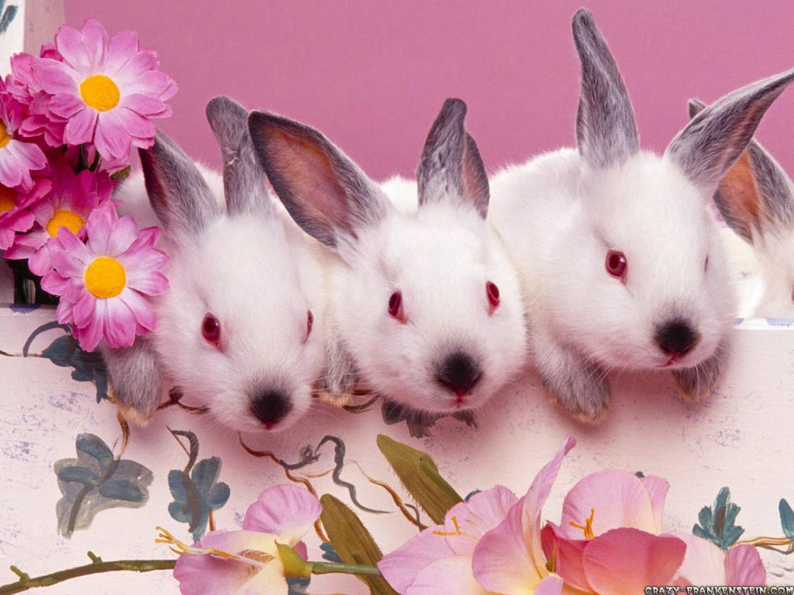 Rabbits Wallpaper | Perfect Wallpaper