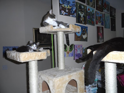 Anakin, Trixie & George sleep on the cat condo
