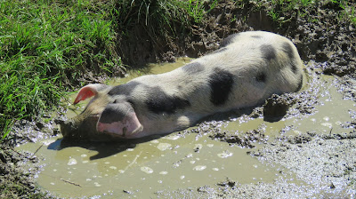 Piglet in the Wallow on the HenSafe Smallholding