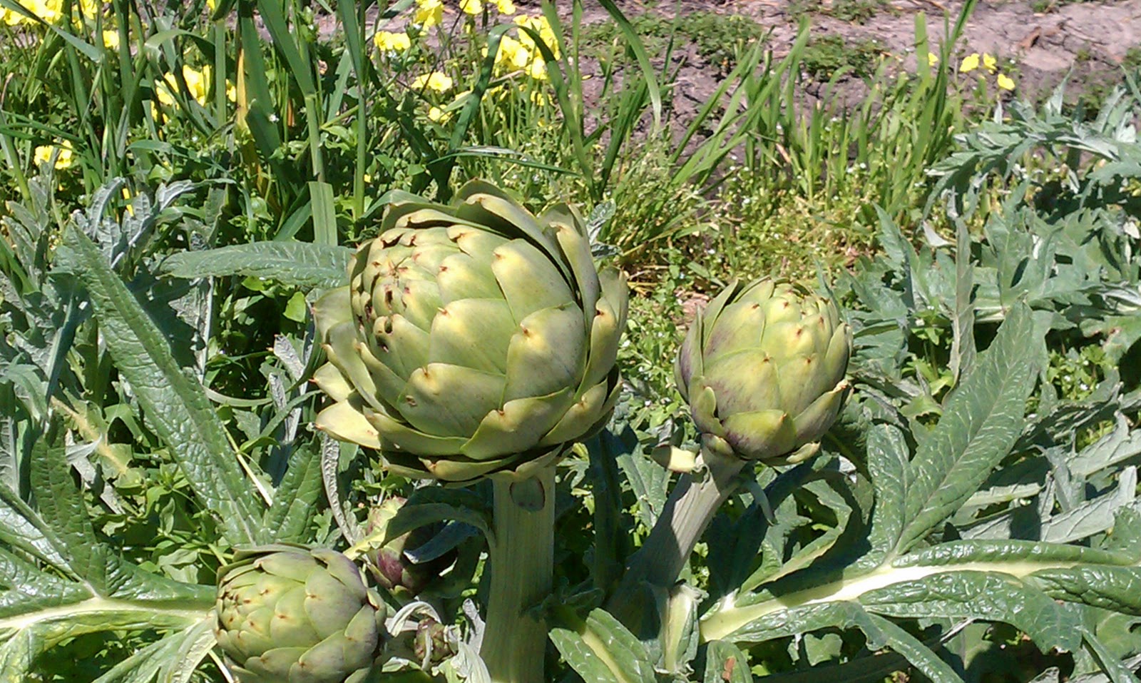 артишок срезка. артишок на что похож по вкусу. артишоки куприн. Vitauct артишок. артишок желтый.