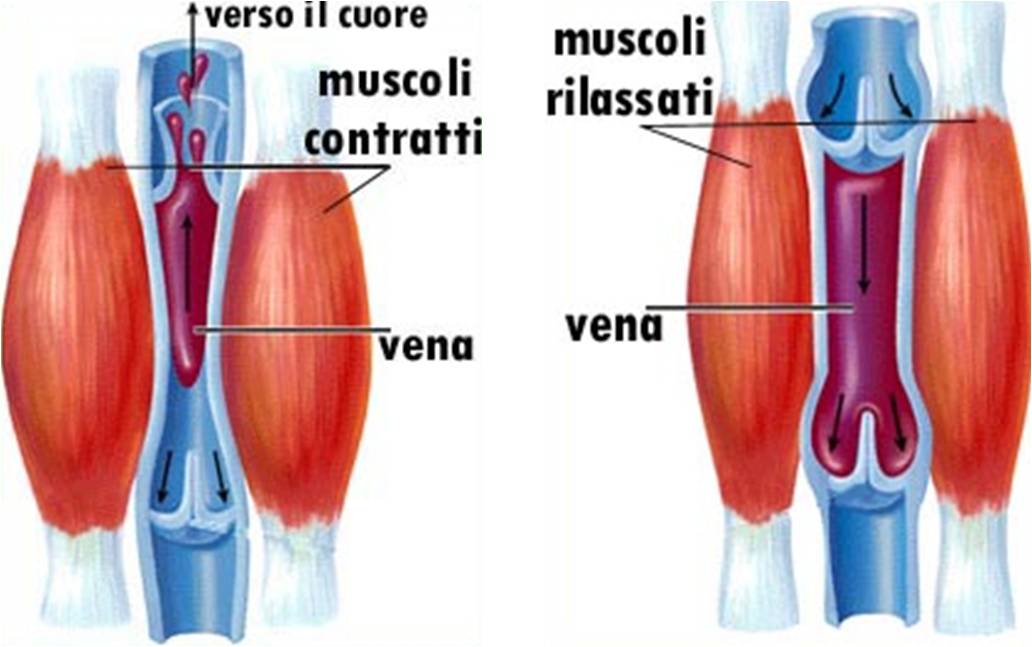 Come Si Chiama Il Muscolo Del Polpaccio