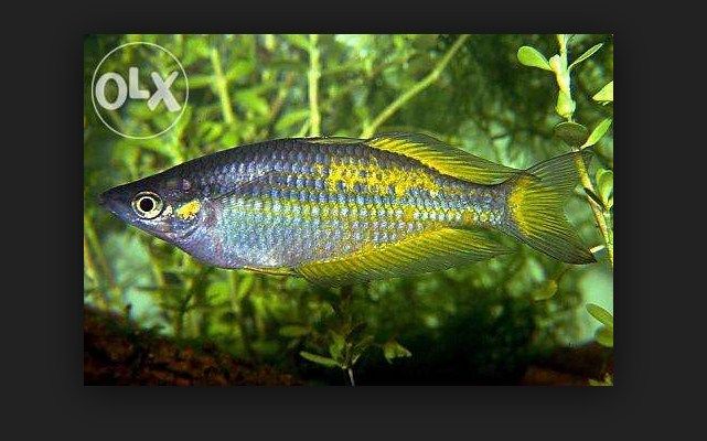 Harga Jual Ikan Rainbow Sekarang Ini Harga Jual Ikan Rainbow Sekarang Ini