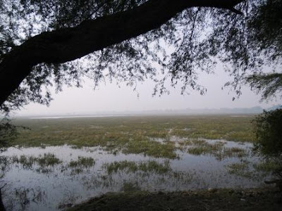 Bharatpur lake