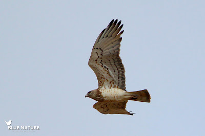 La ZEPA del Alto Lozoya es el ecosistema ideal para las rapaces, como la culebrera europea (Circaetus gallicus).