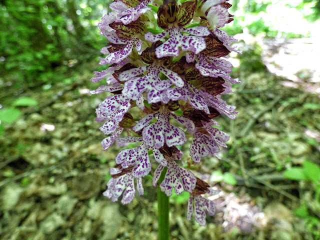 Flori salbatice - Orhidee Salbatica - Orchis Purpurea - Gemanarita - padure Muntii Macinului, Dobrogea, Romania