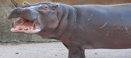 Hipopótamo