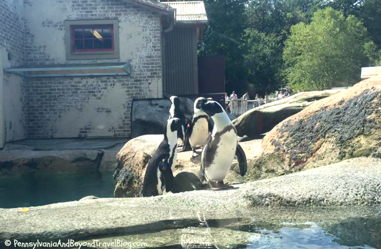 Pennsylvania & Beyond Travel Blog: Visiting The Maryland Zoo in Baltimore