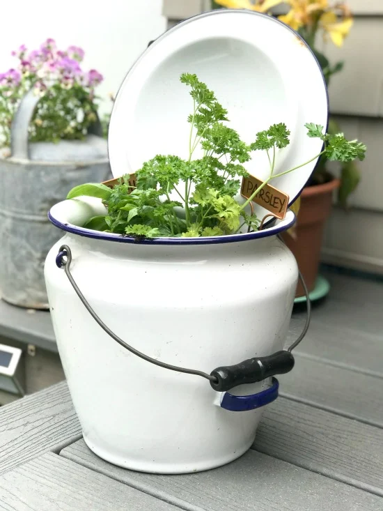 Using a Repurposed Enamelware pot as an Herb Garden