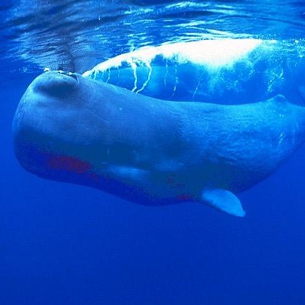 Kratofil recommends best of Sperm whale semen Peanuts and sperm