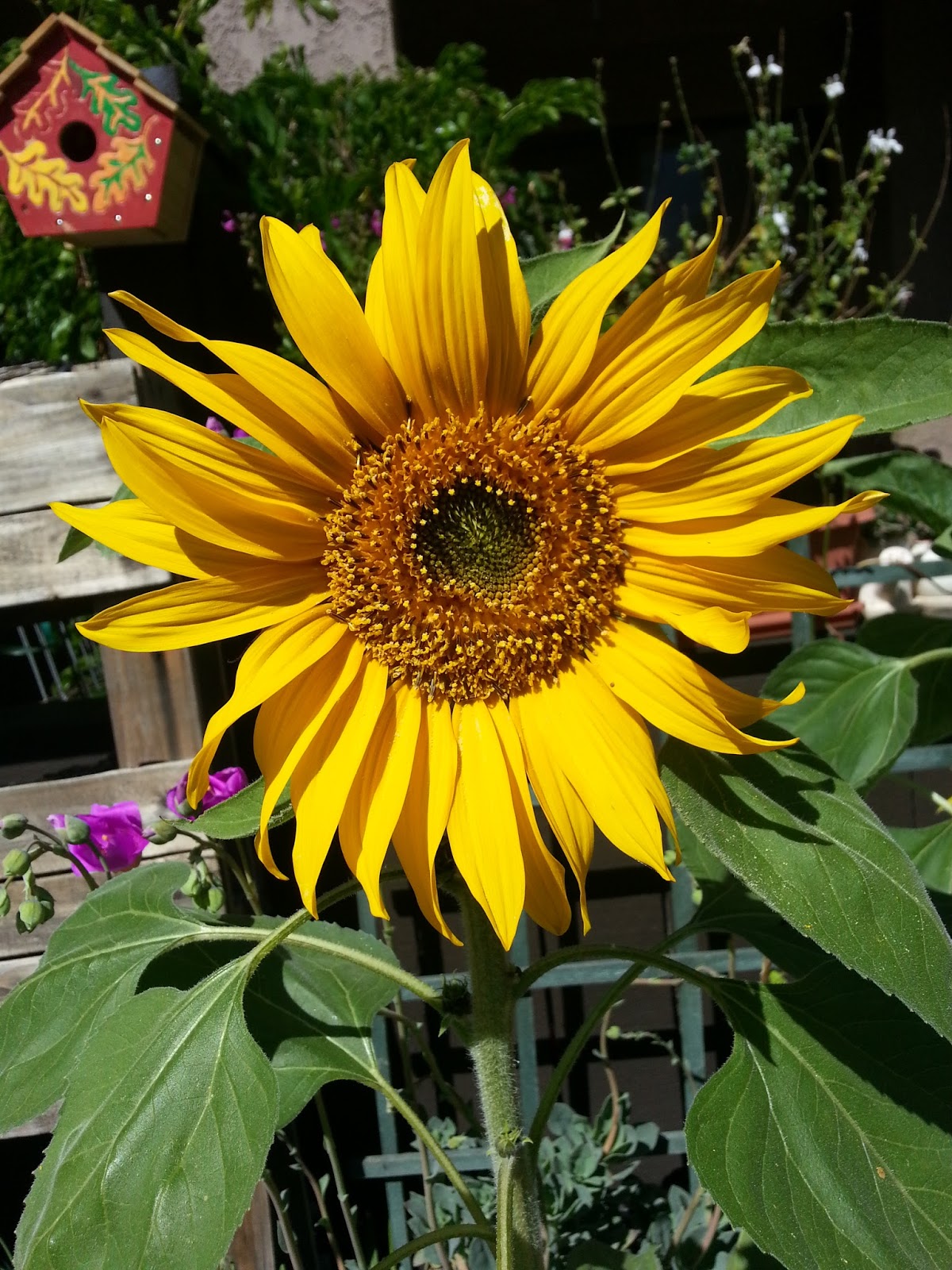 Sunflowers like God