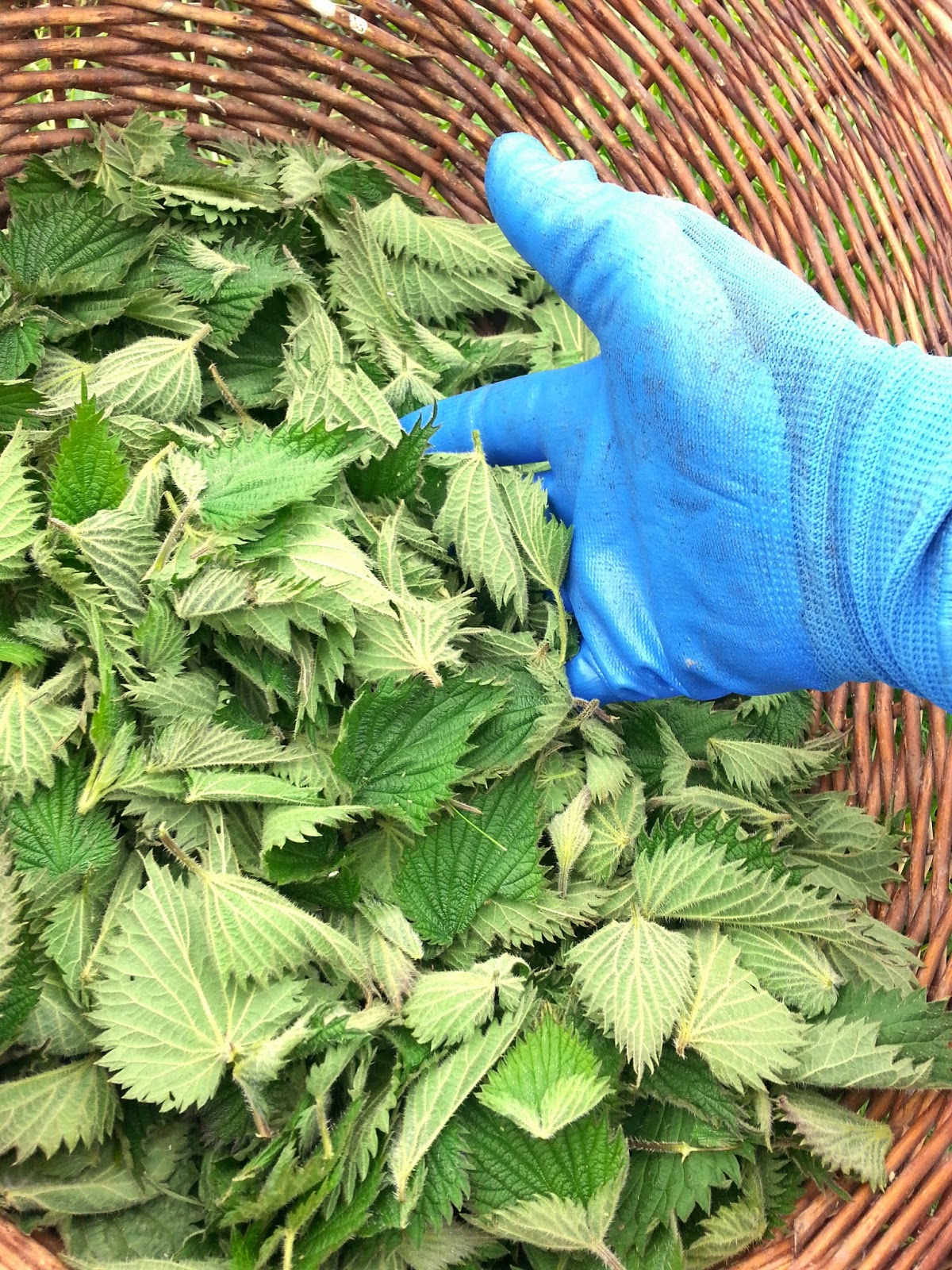 Tales from Swallow Farm Nettles. If you can't beat them, eat them!