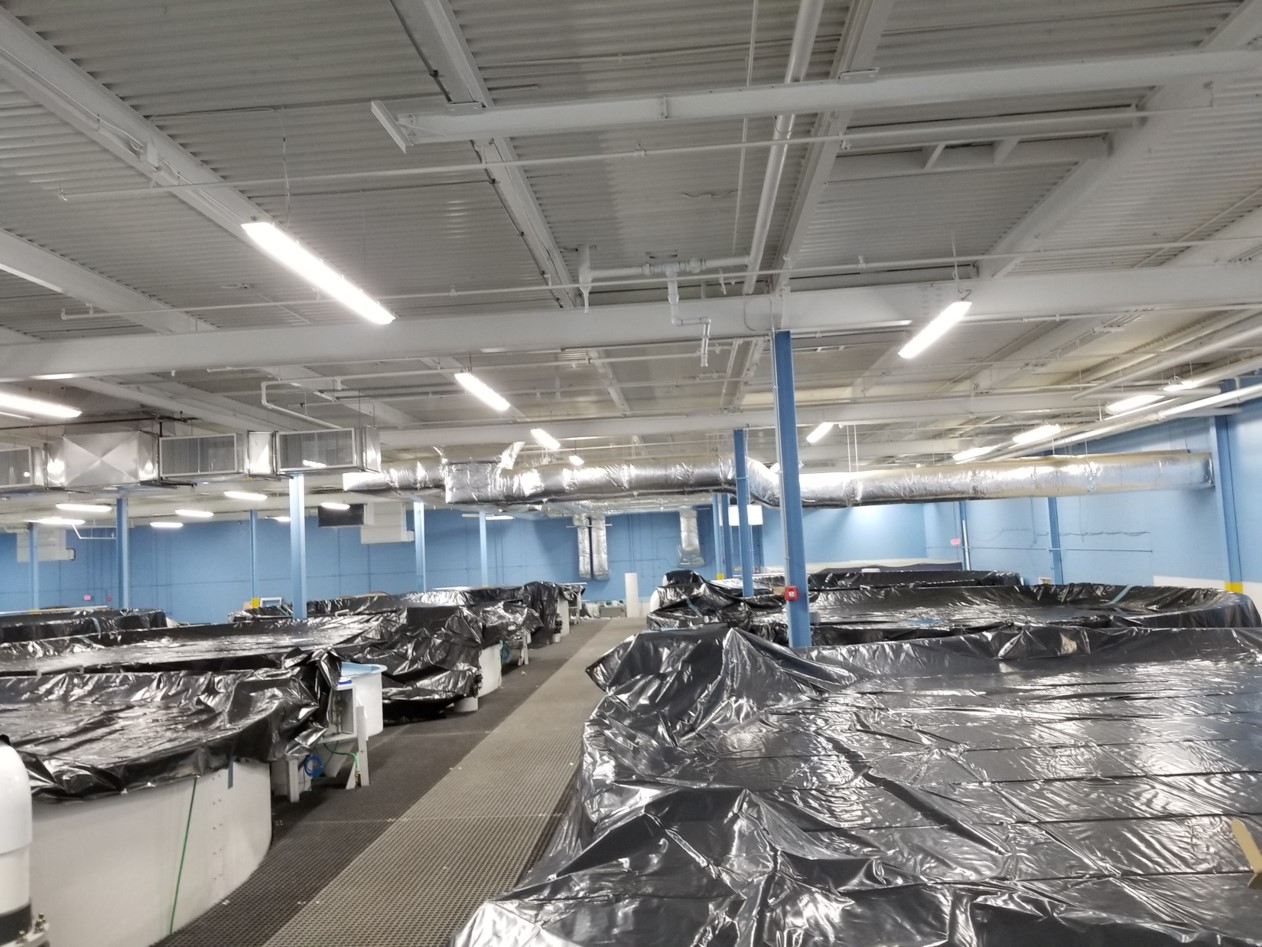 Farmed sea bass turkey picture