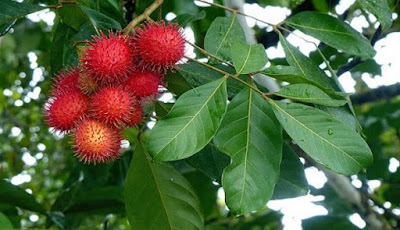 daun rambutan rambutan