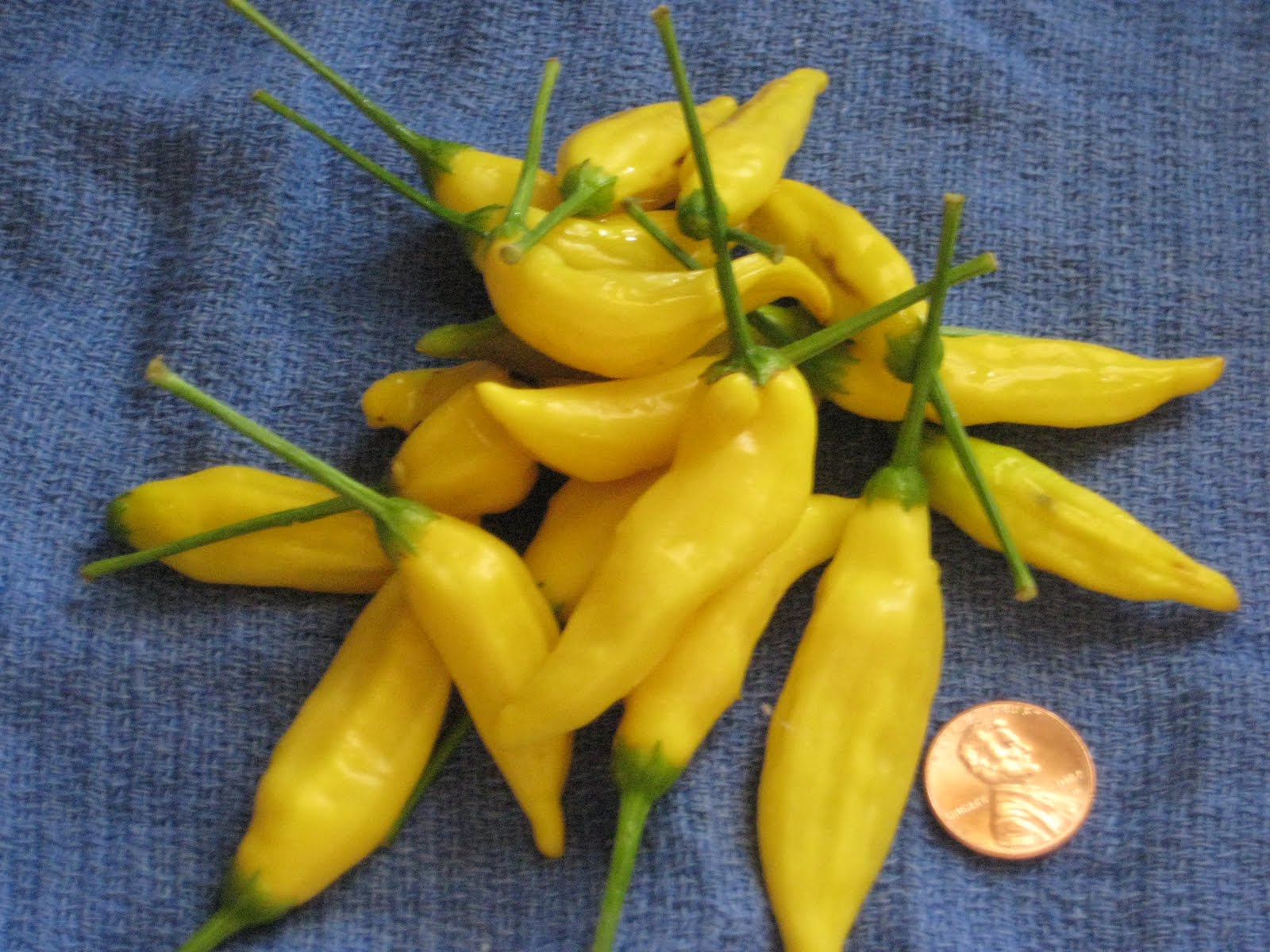 The Pitty Pat Pages Lemon Drop Peppers