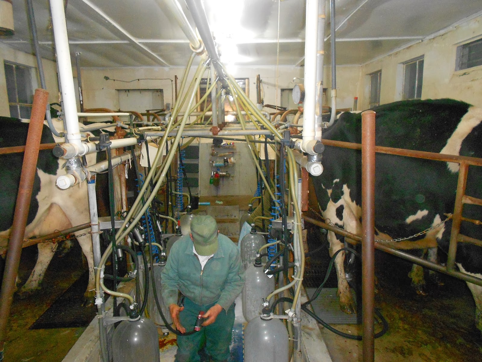 Cold Springs Farm: HISTORY