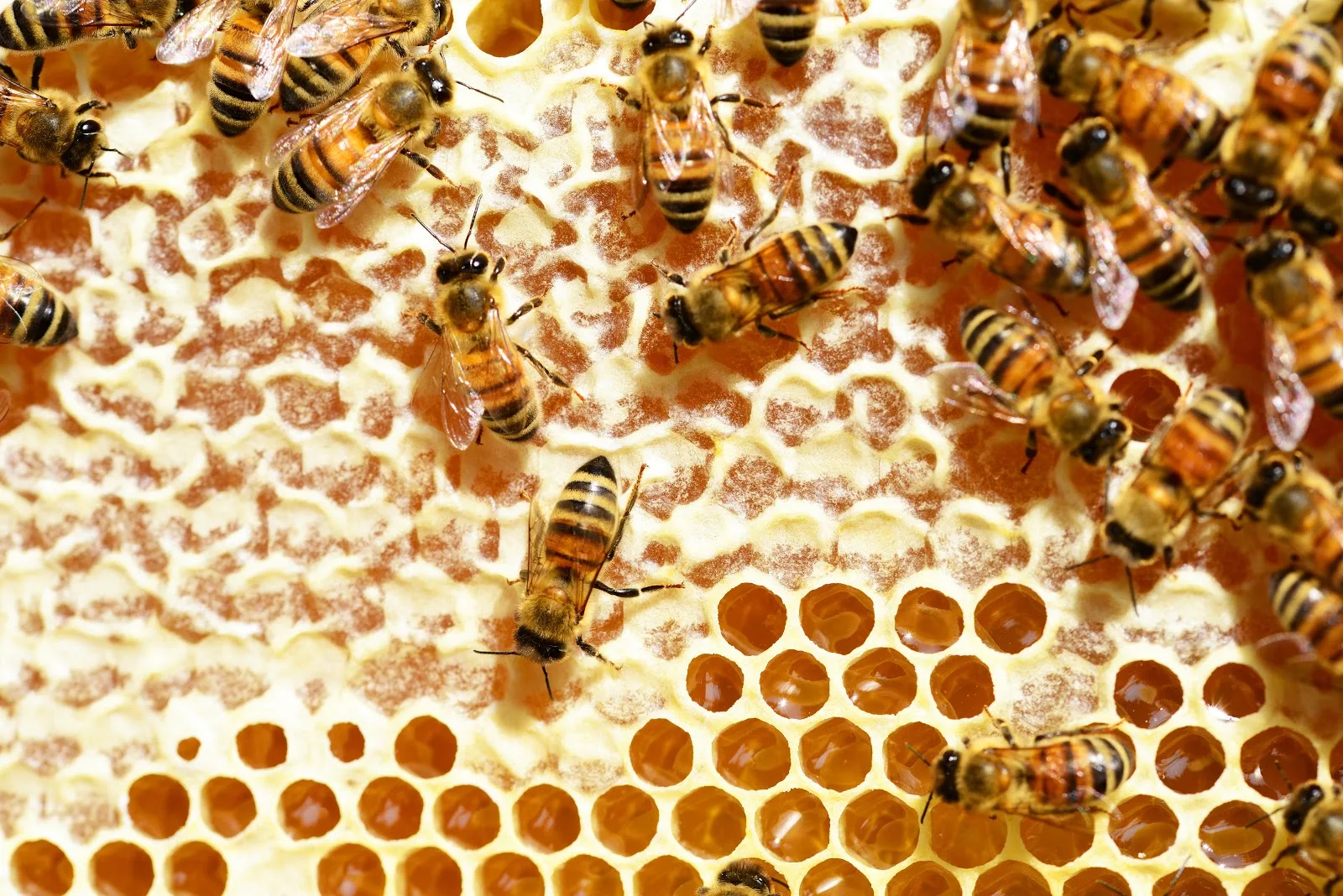 蜂の巣に留まる蜜蜂