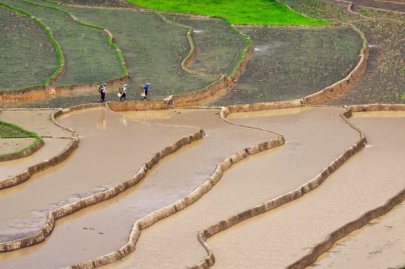 Mu Cang Chai is a western district of the Yen Bai province in Northern Vietnam. Mu Cang Chai is famous for its terraced fields. The terraced fields here are mostly located in three towns: La Pan Tan, Che Cu Nha and Ze Xu Phinh.
