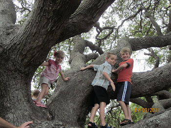 Climbing old oak trees