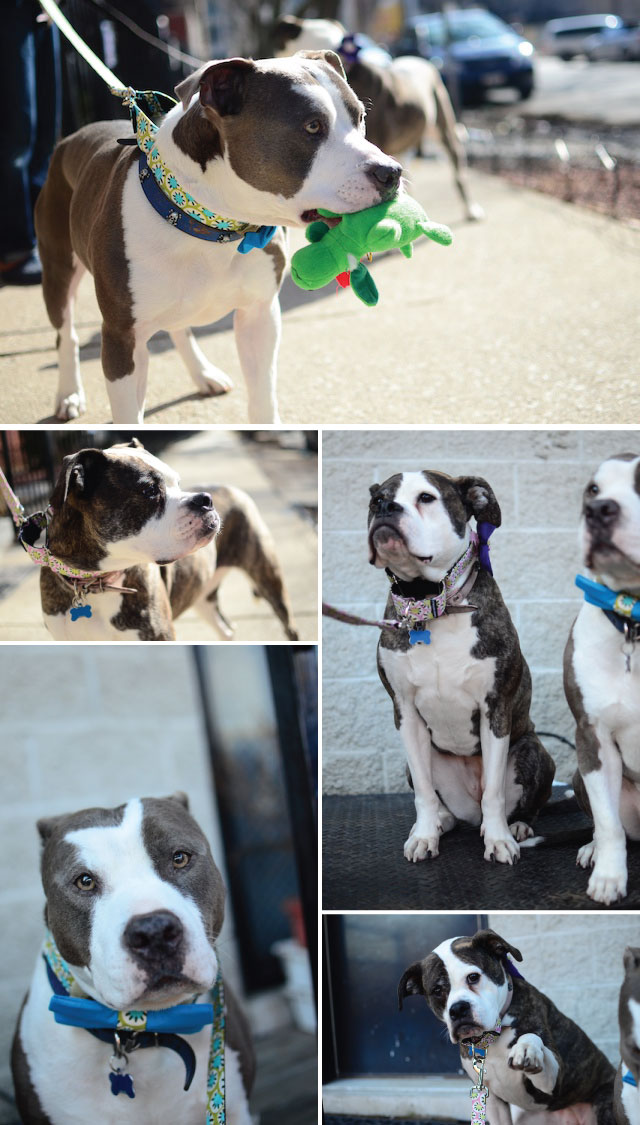 What Do Dog Collar Colors Mean