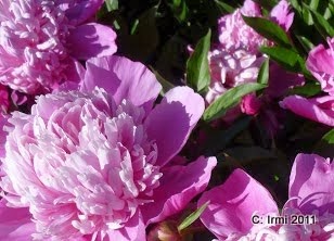 Dies Und Das Vom Neckarstrand Pfingsten