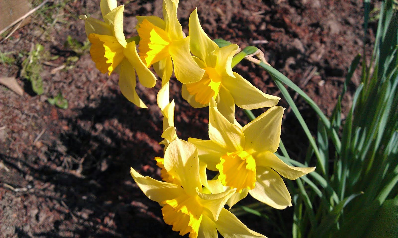 Daffodils in Sunshine!