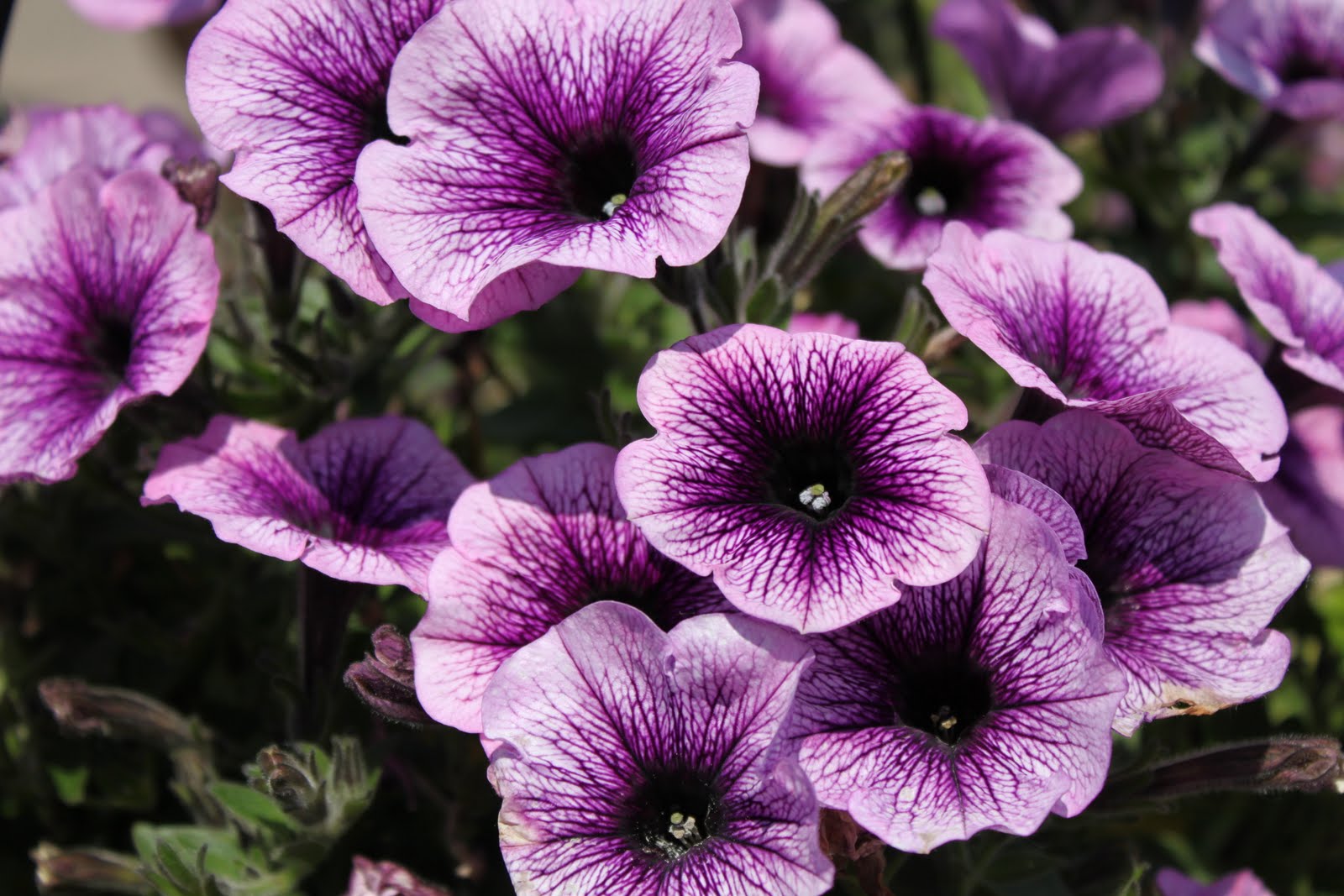 906 E. Chic 5 easy flowers to use for beginner gardener...