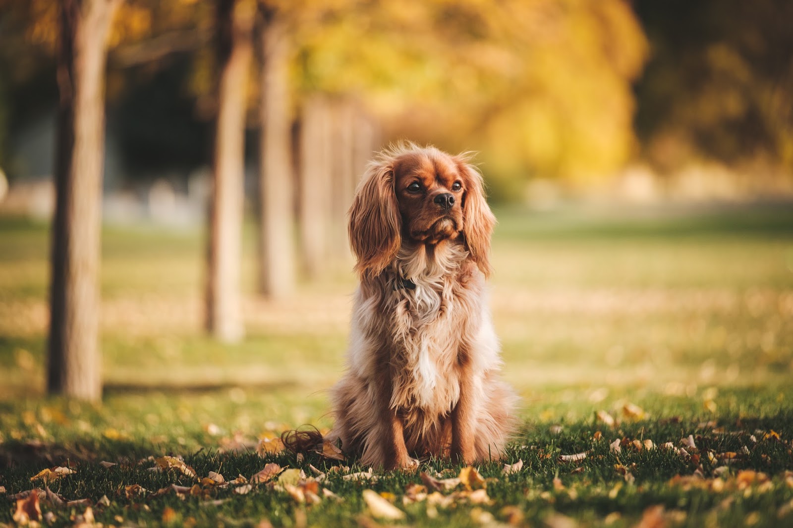 Cute Small Dog Sitting on Grass desktop wallpaper