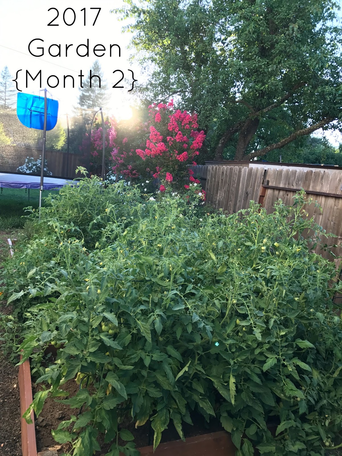 The Larson Lingo 2017 Garden {Month 2} + An Amazing DEAL!